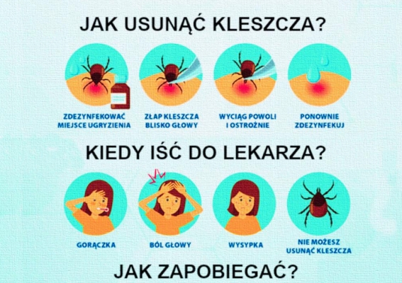 Ukąszenie przez kleszcza – co robić?